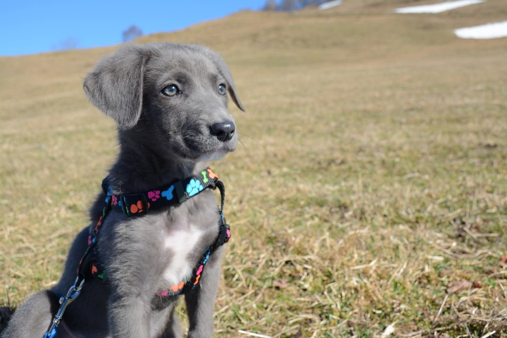 aussiedor puppy