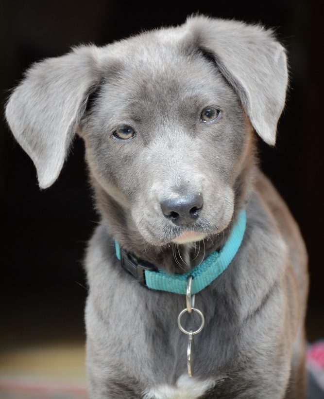 aussiedor puppy