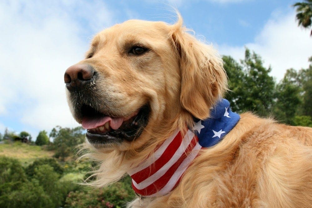 american golden retrreiver