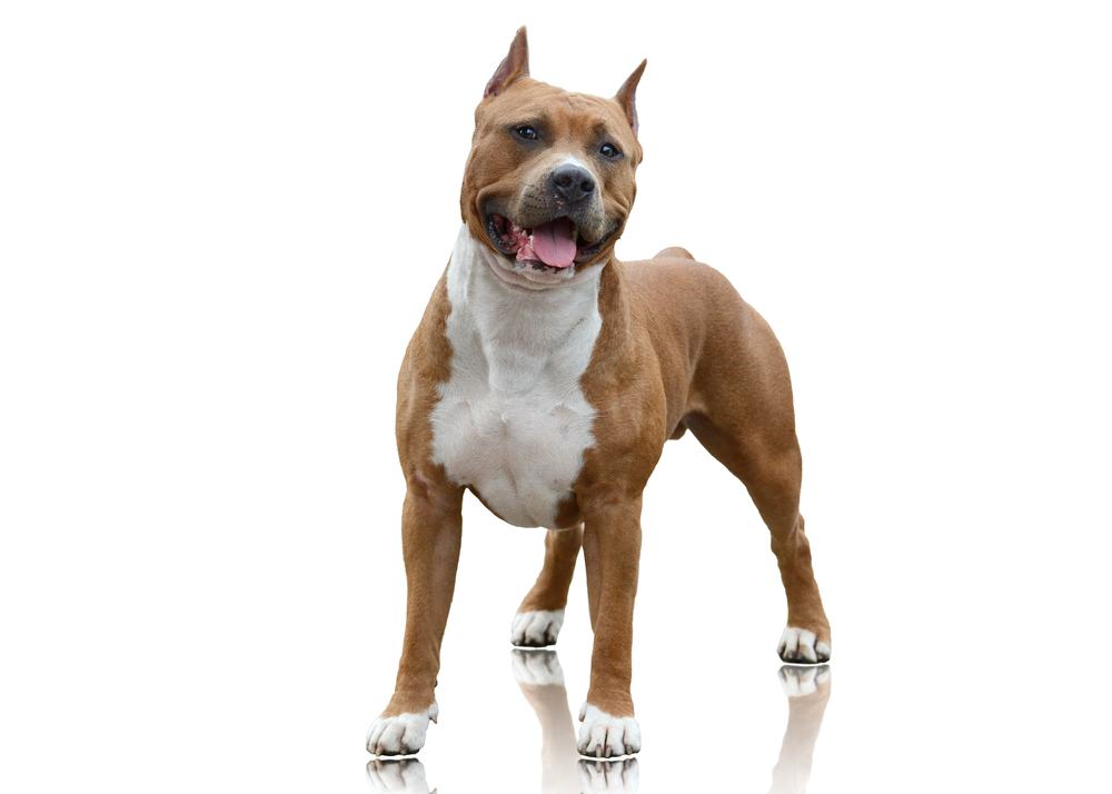 American Bulldog & Staffordshire mix