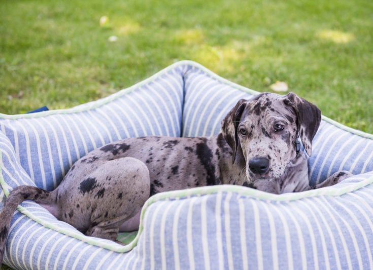 pyredane puppy