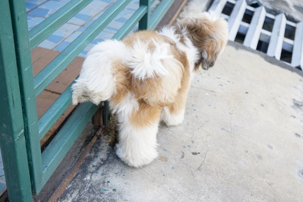 dog peeing on the gate
