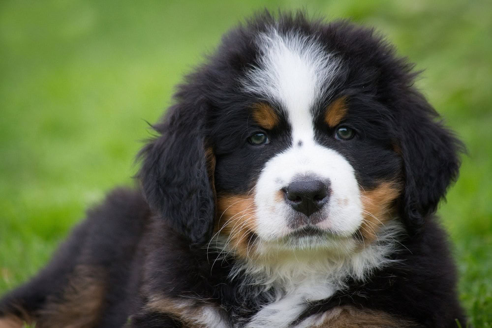 saint bernese puppy