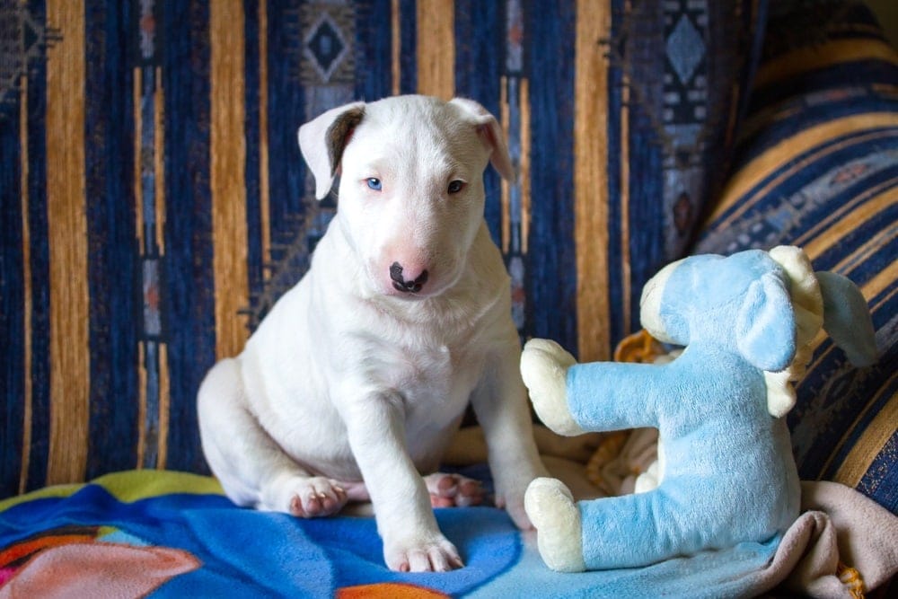 An english bull terrier puppy