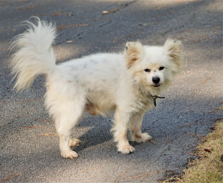 maltipom