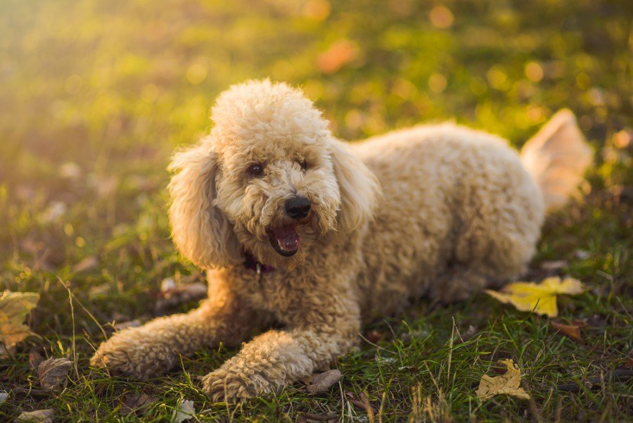 miniature poodle