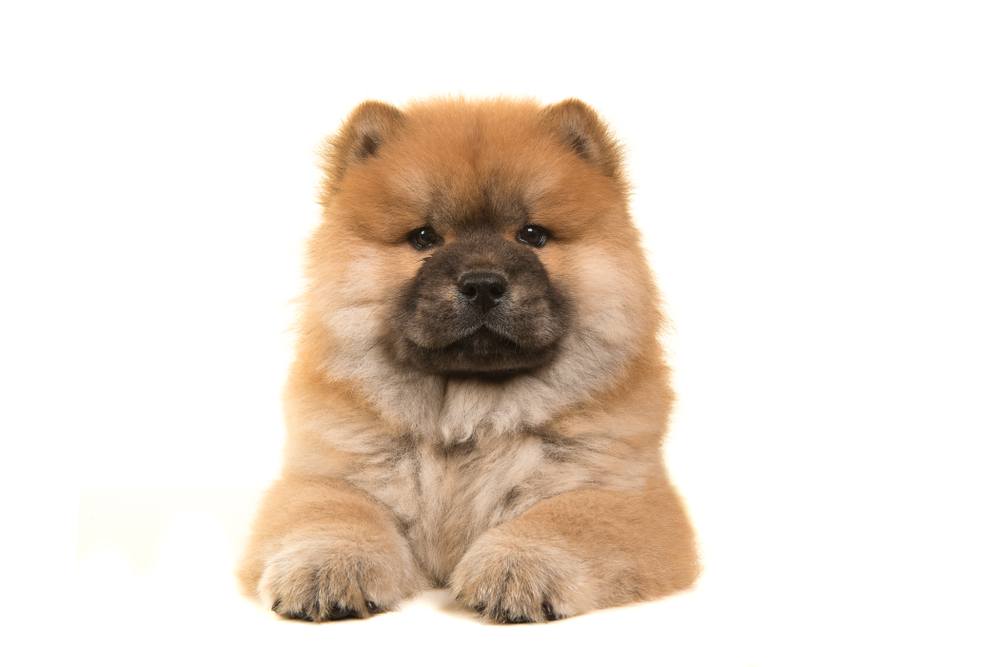 A Golden Chow Retriever Puppy