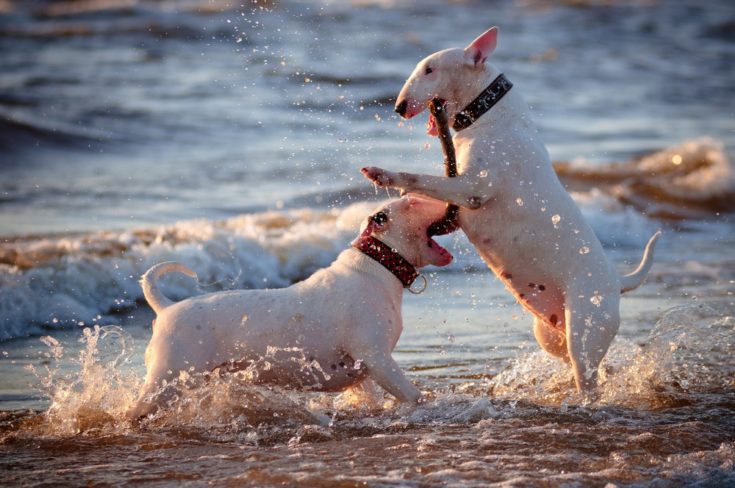 english bull terriers