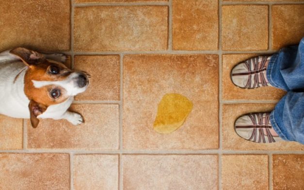 How to Stop Your Dog From Peeing & Pooping in the House: 11 Vet