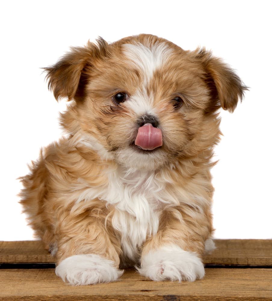 cava-tzu puppy