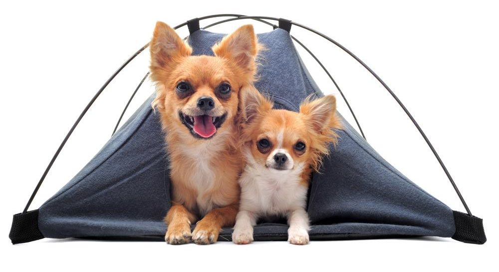dog tent bed