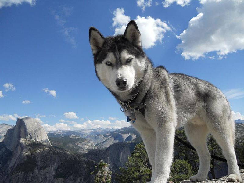 siberian husky gray