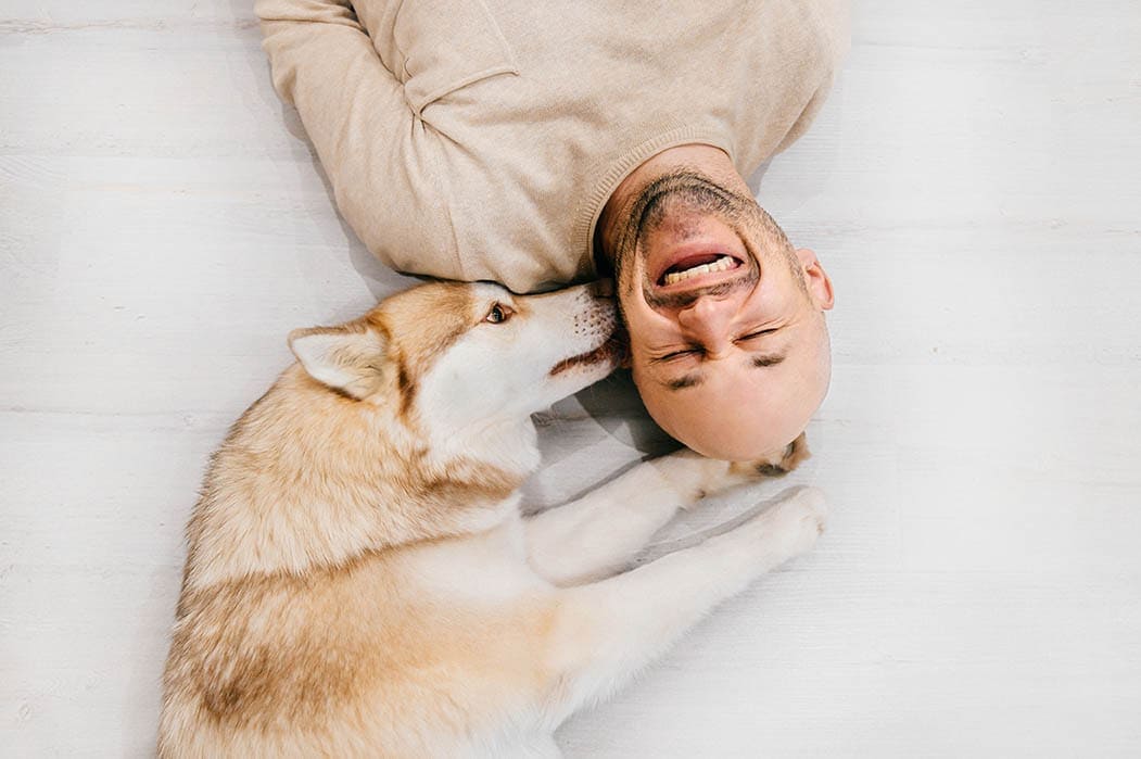 siberian husky licking man's ear