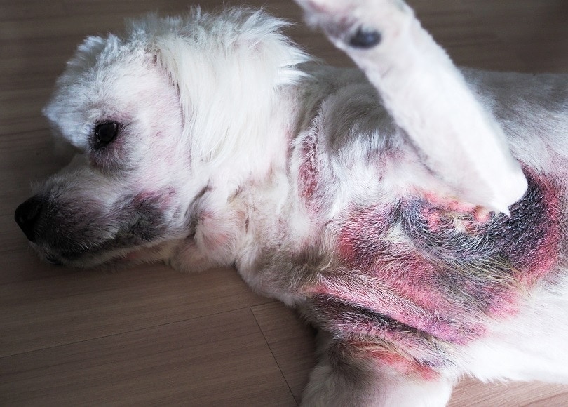 sick dog with inflammation itching_Kittima05_shutterstock
