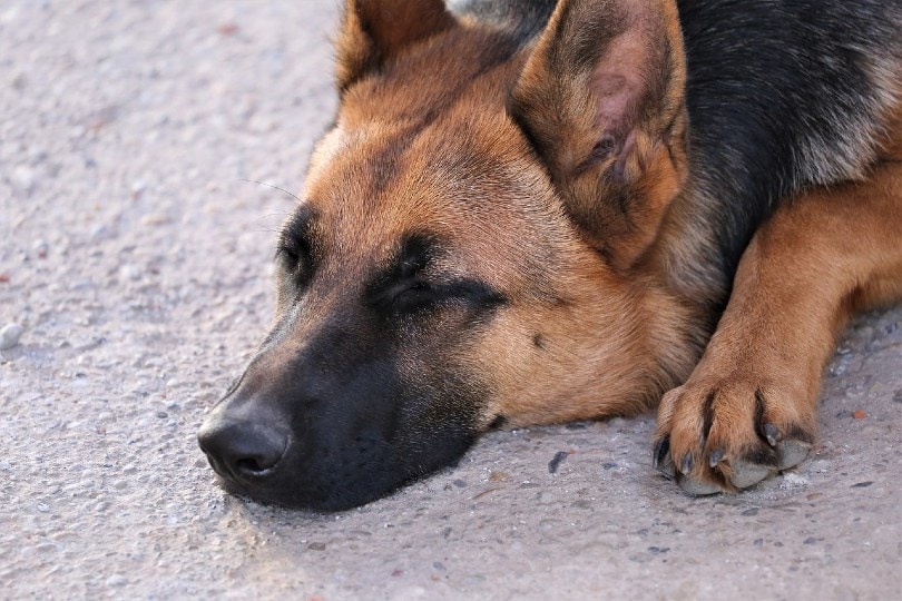 sick german shepherd