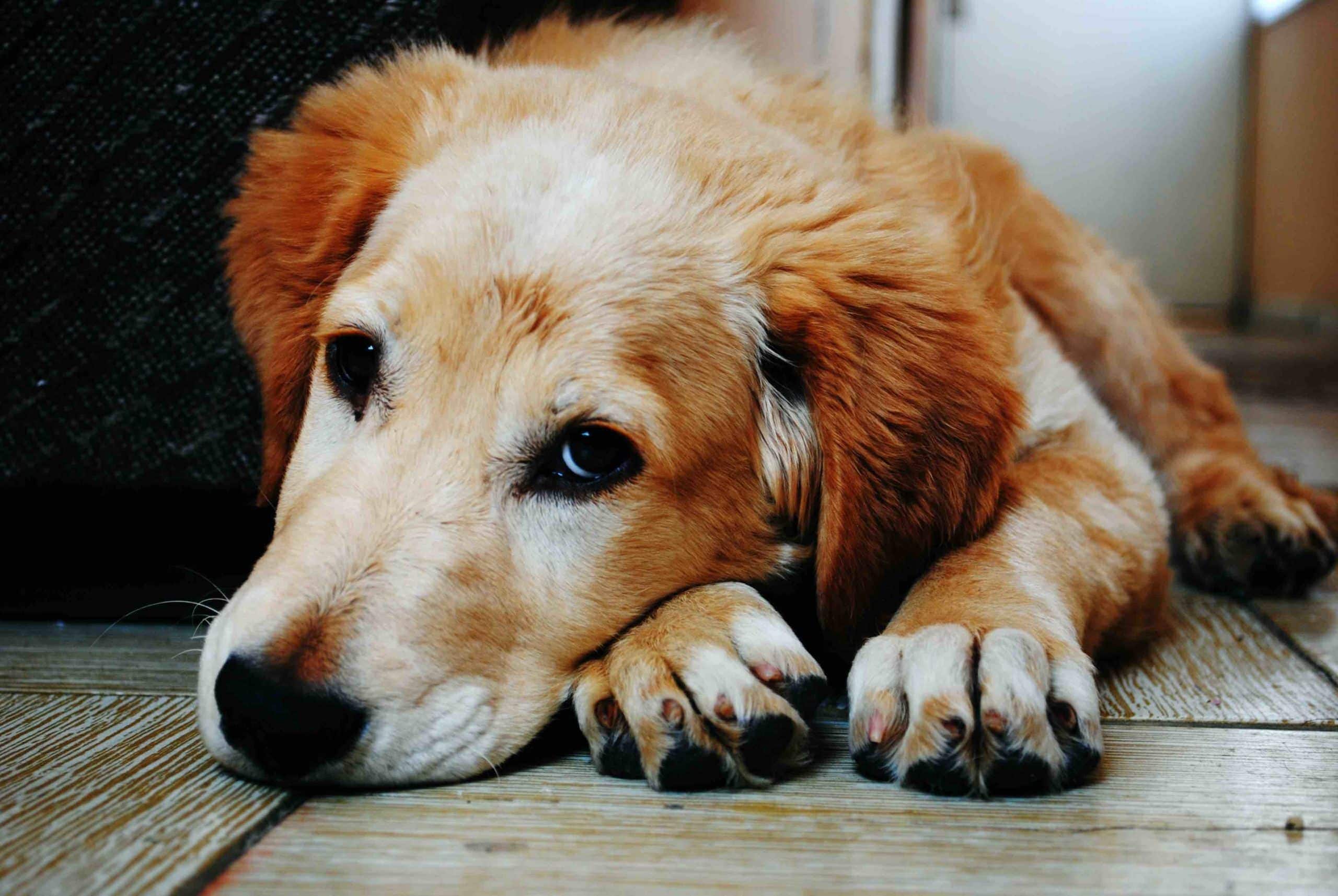 sick puppy