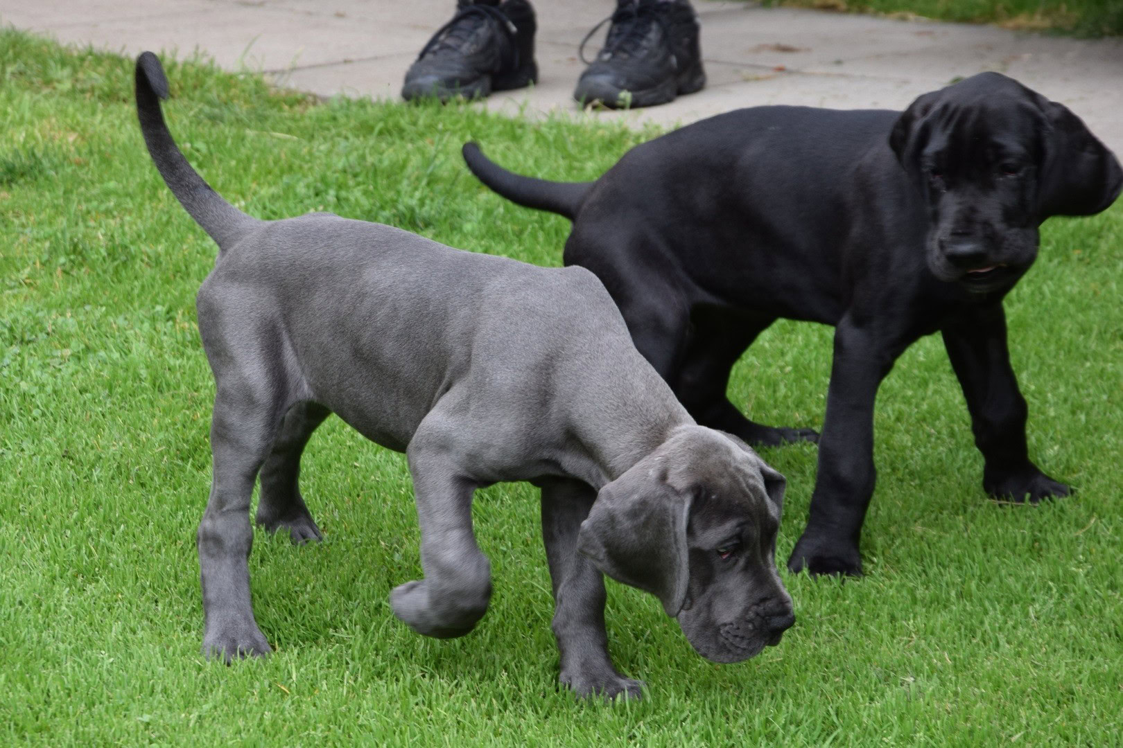 silver and black labradane puppies