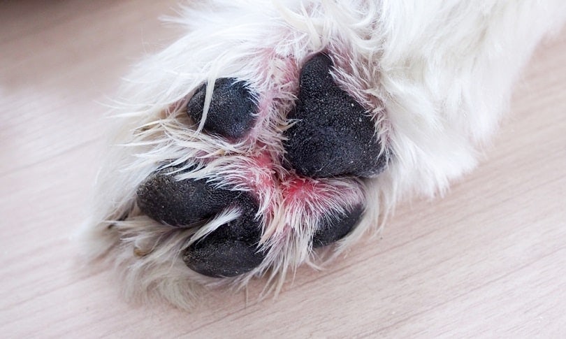 skin allergy on dog's paw