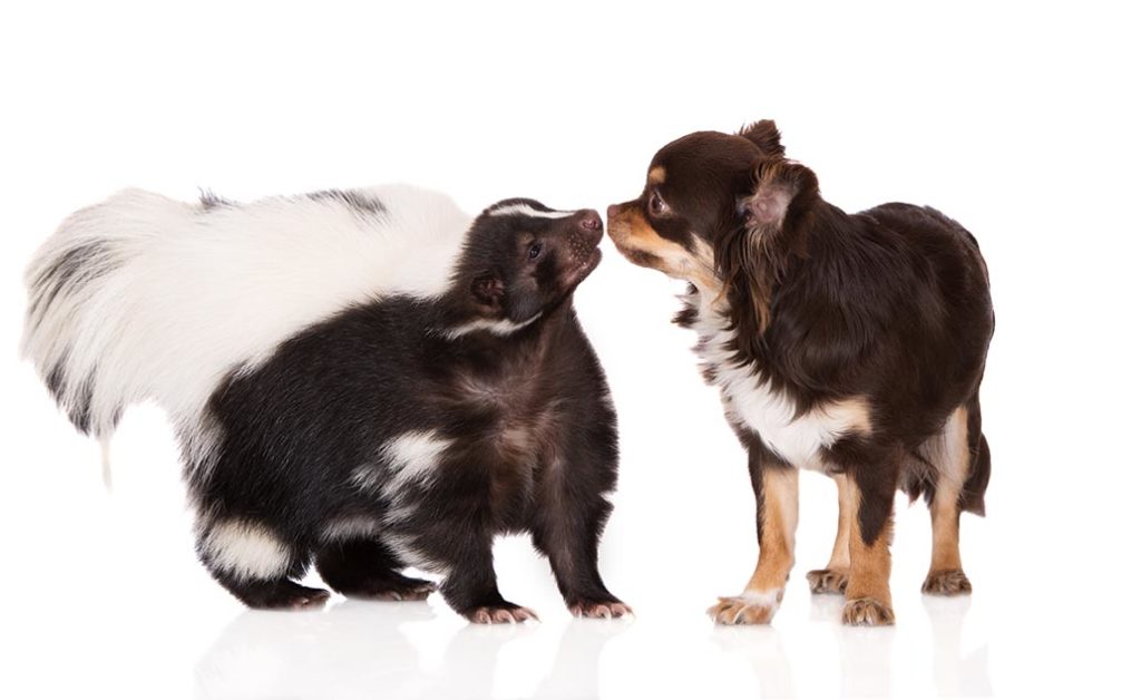Skunk and chihuahua