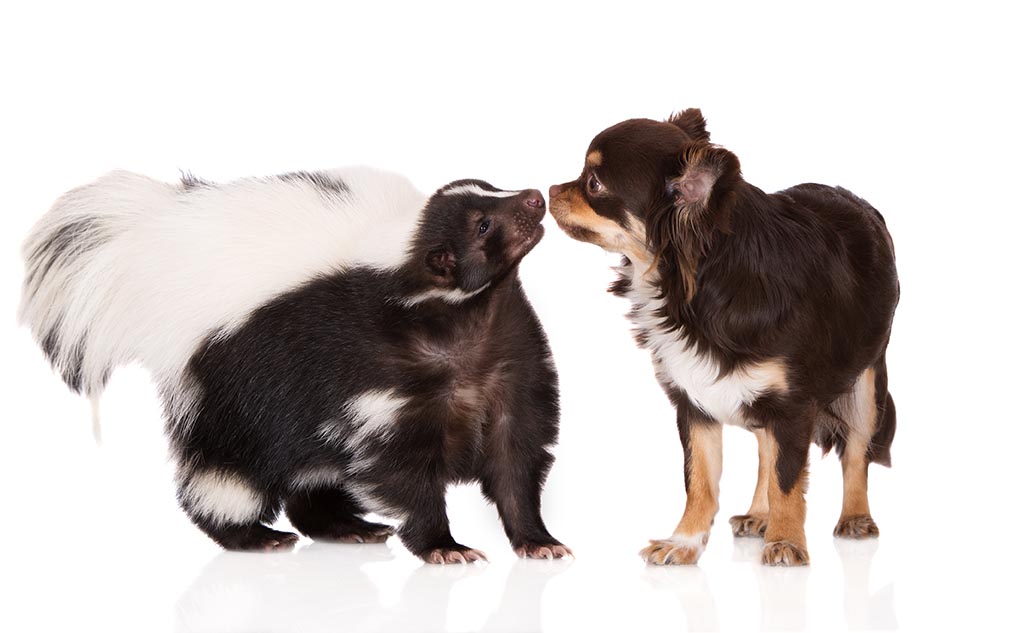 Skunk and chihuahua