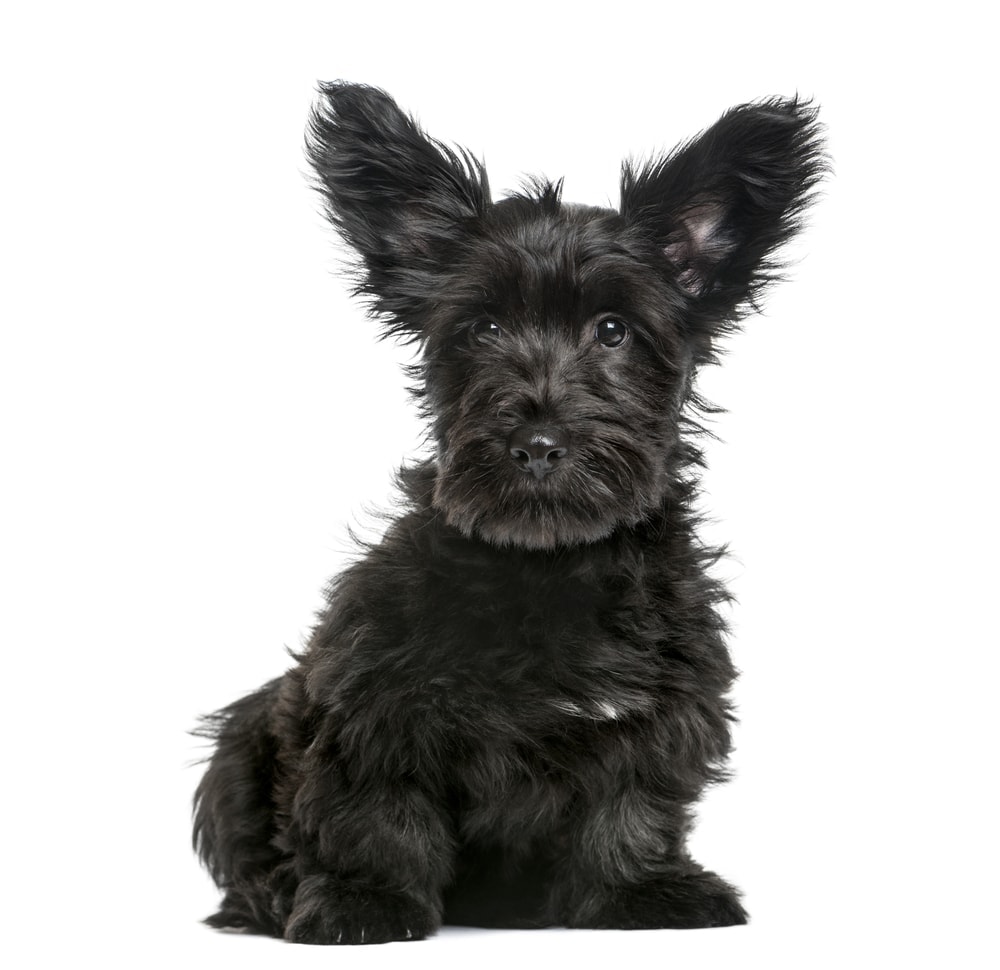 skye terrier puppy