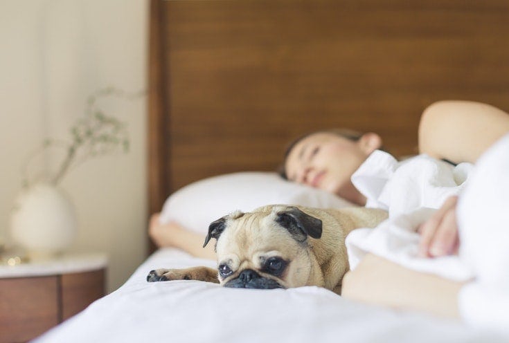 sleeping with dog pug