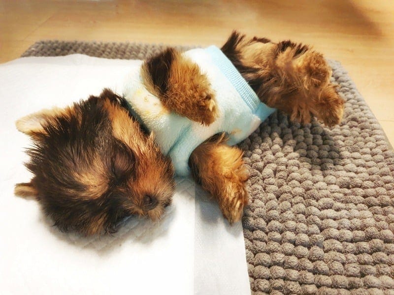 small Yorkshire terrier sleeping on the white diaper_metha1819_shutterstock