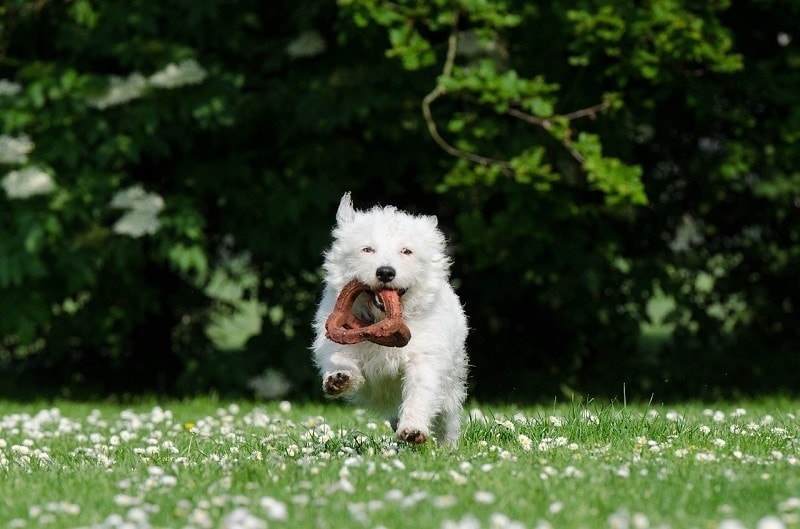 dog likes to run and play