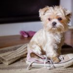 small dog with his owner's shoe