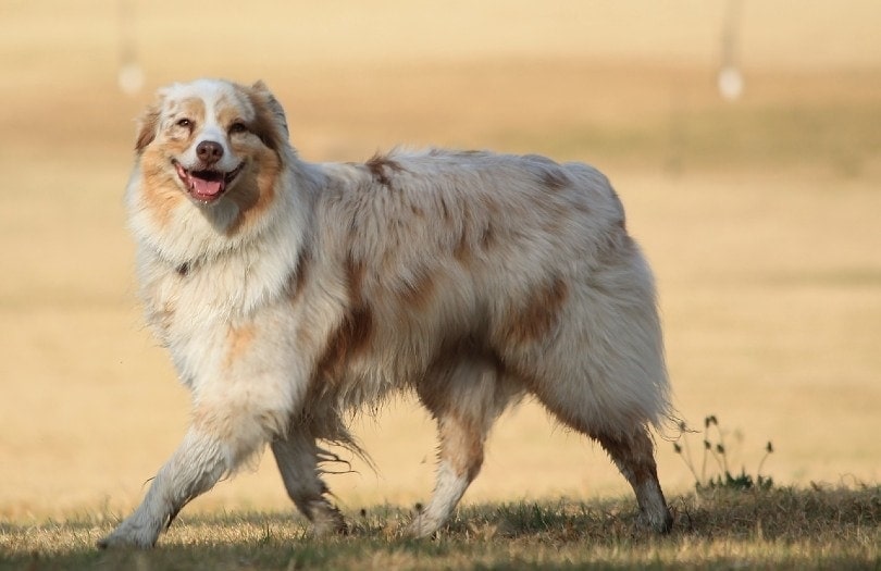 smiling australian shepherd waling in the field