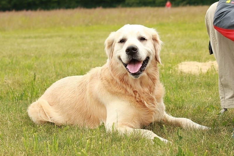 smiling golden retriever