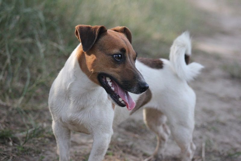 smooth fox terrier smiling