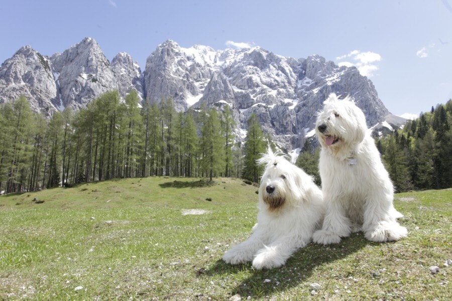 south russian ovcharka in slovenie_Monica Martinez DoAllo_shutterstock