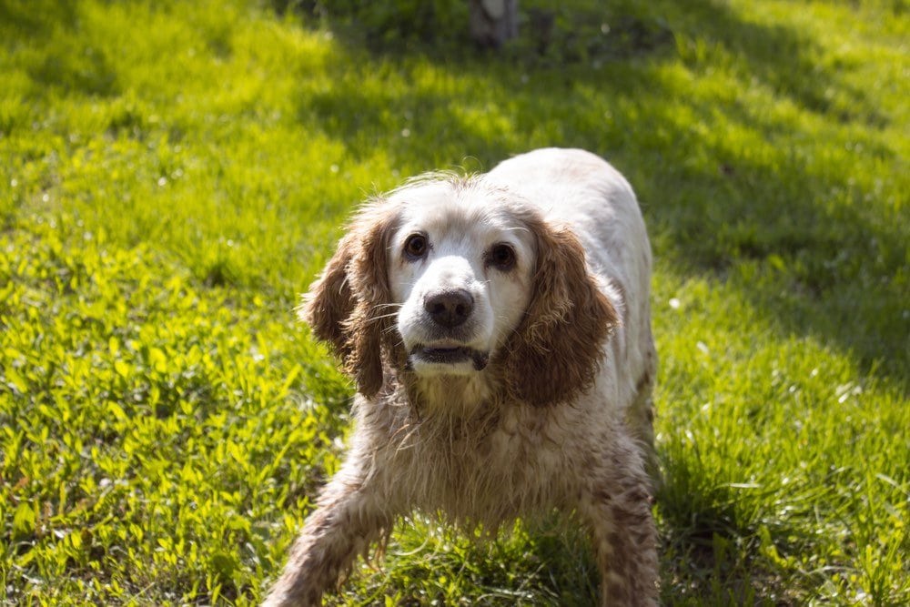 spangold retriever on grass