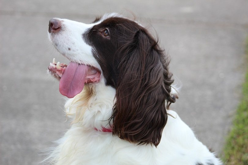English Springer Spaniel