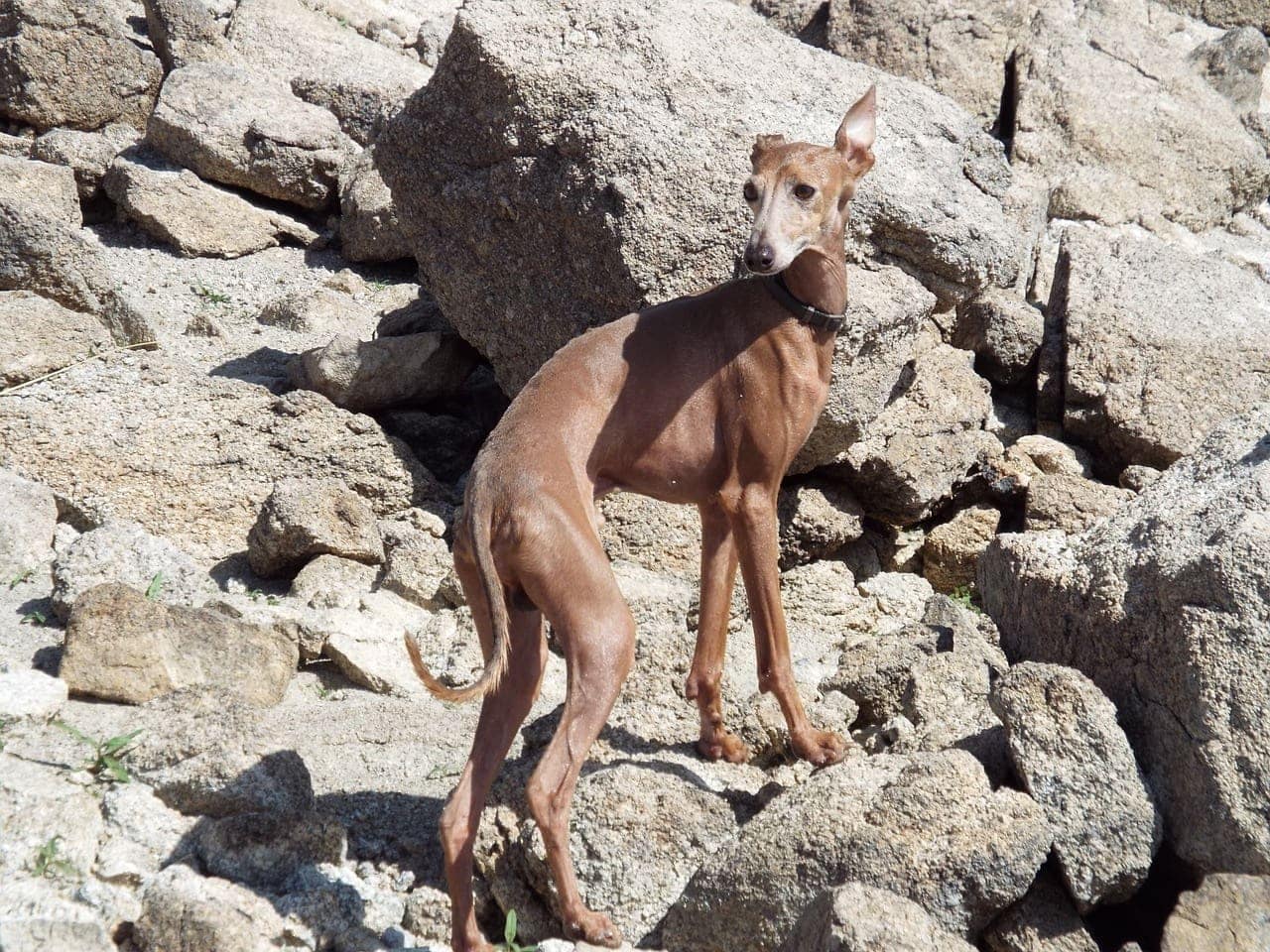 galgo espanol - spanish greyhound