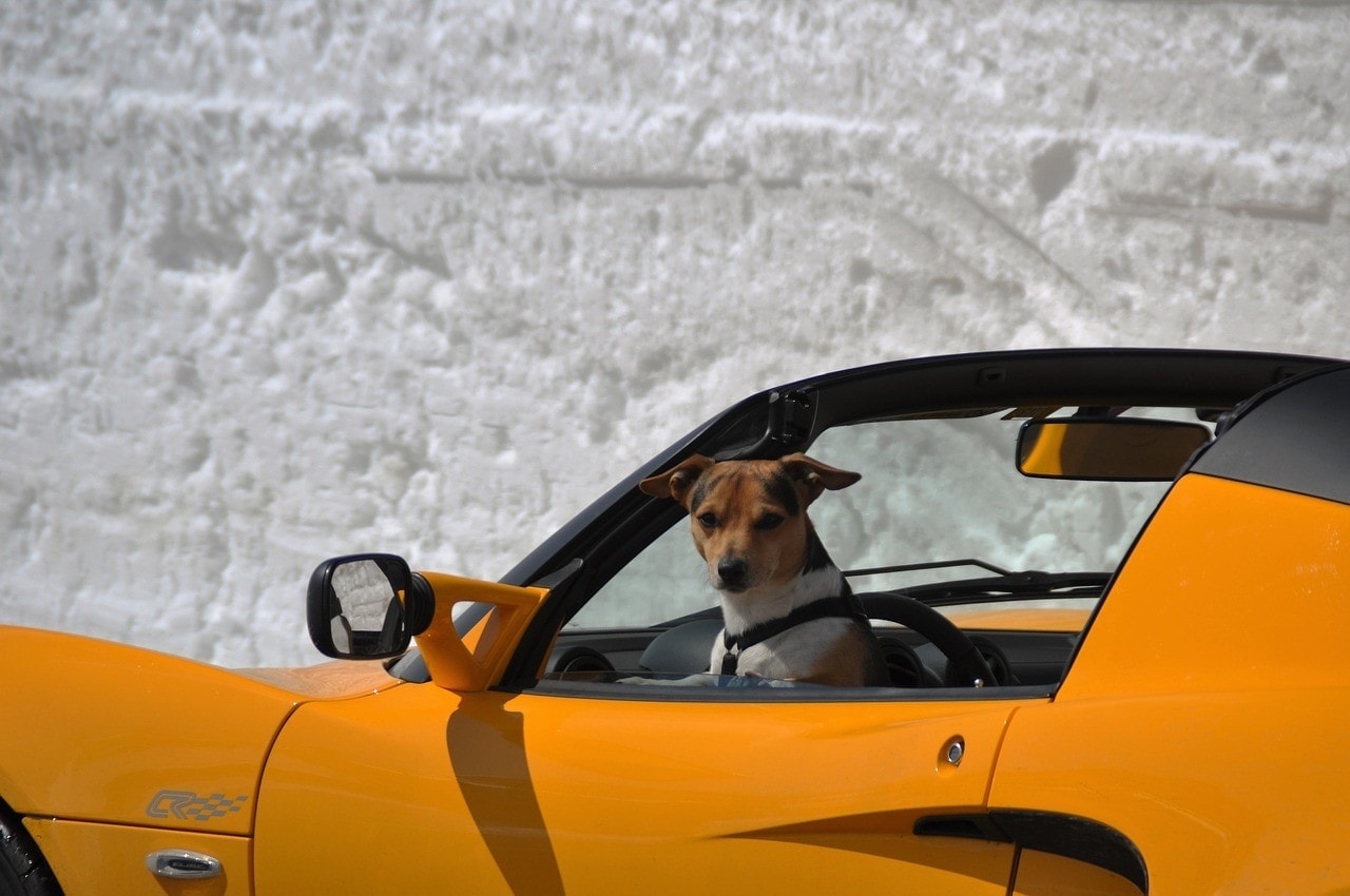 dog in sports car