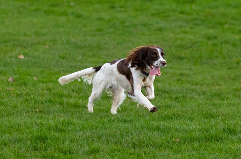 springer spaniel running
