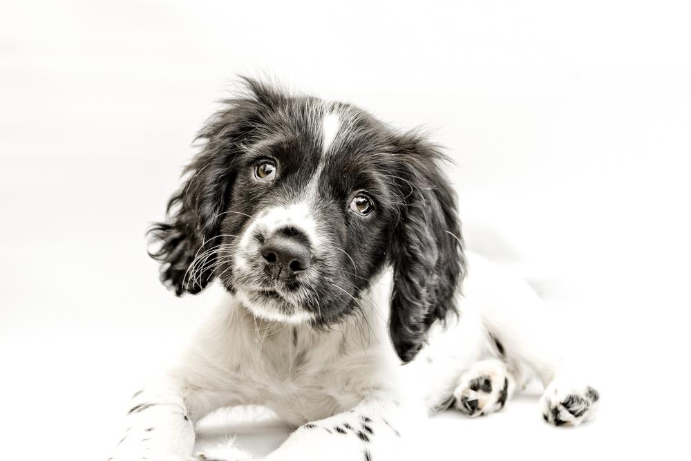 sprocker spaniel puppy