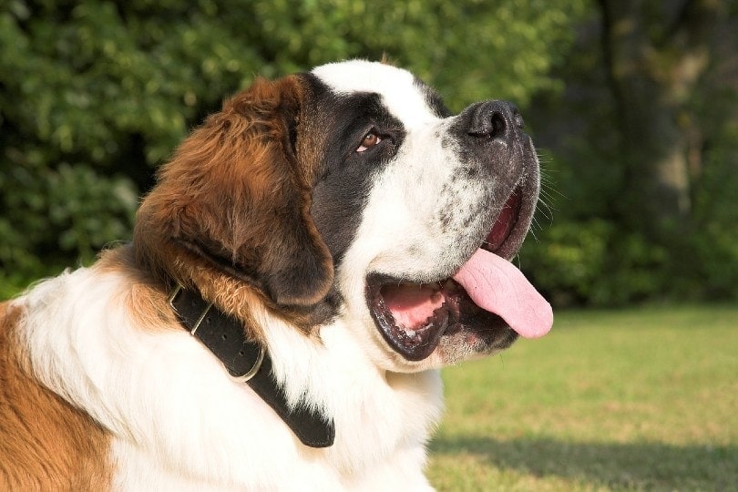 st bernard face