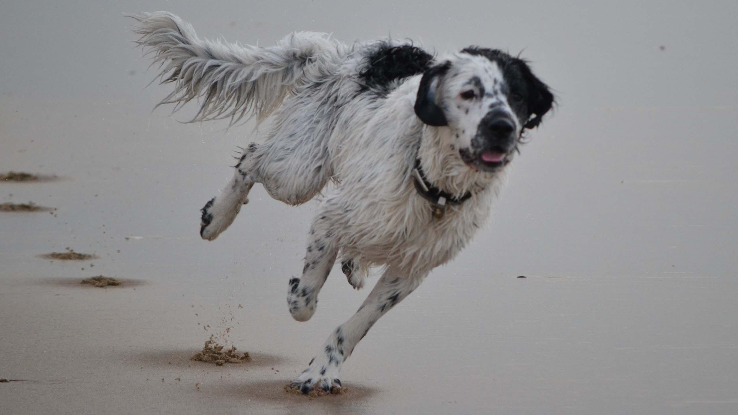 stabyhoun at the beach