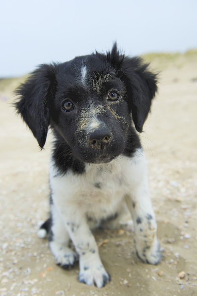 stabyhoun puppy on beach