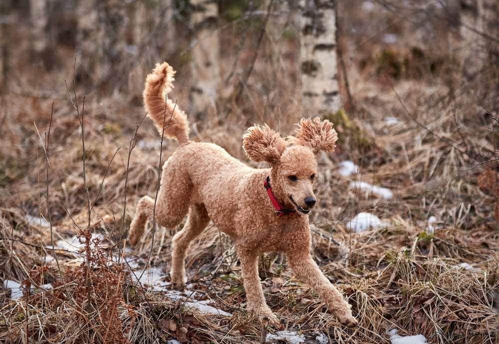 standard poodle running through forest
