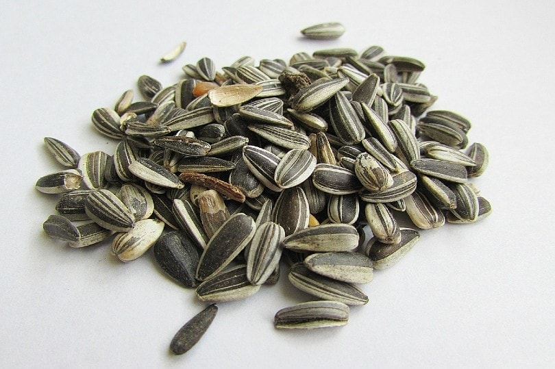 sunflower seeds closeup