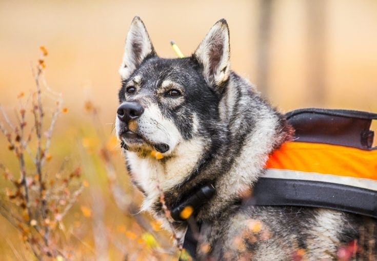 swedish moosehound