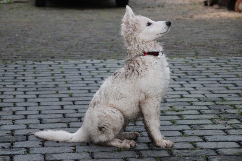 swiss white sheperd puppy sitting