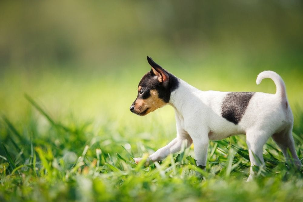 taco terrier puppy