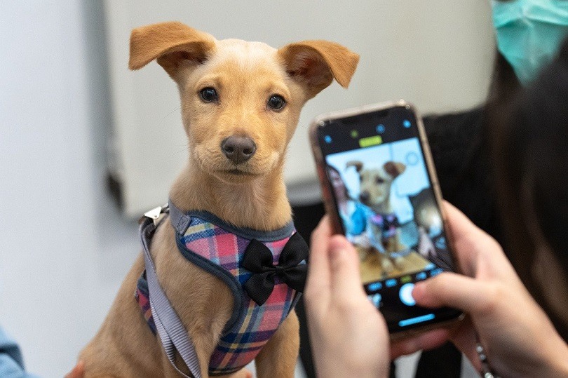 taiwan dogs adoption