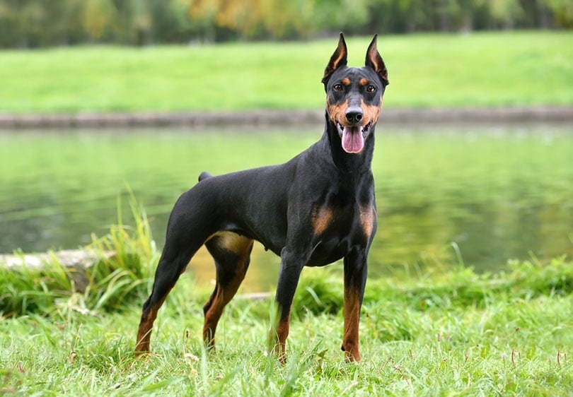 tan and black German Pinscher standing on a river bank