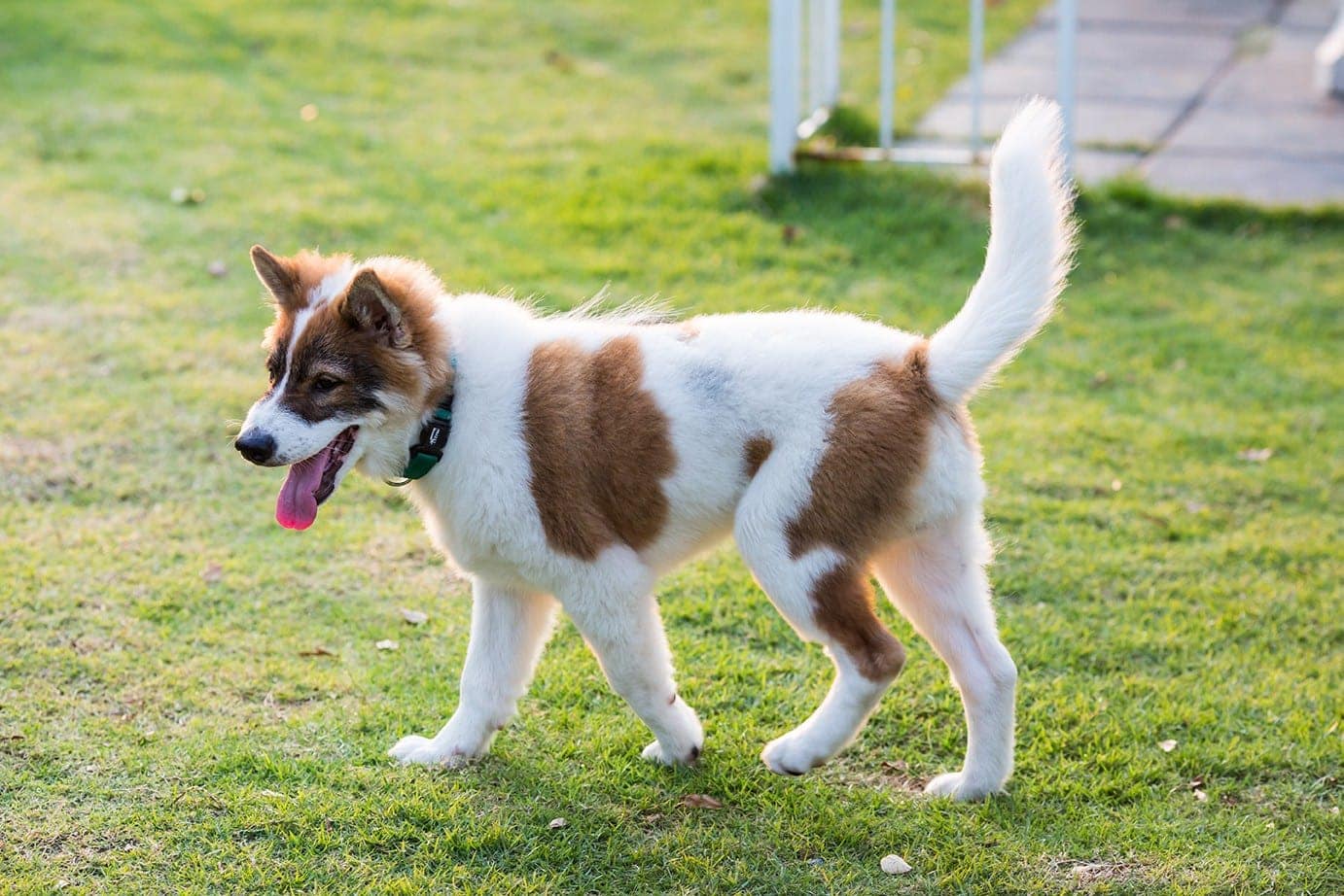 thai bangkaew walking in the garden